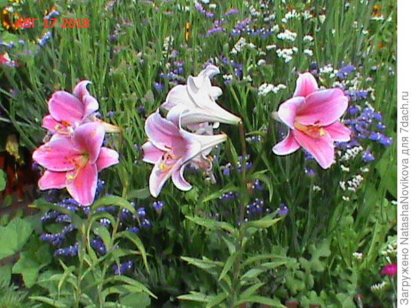 горшок около клумбы со статицей