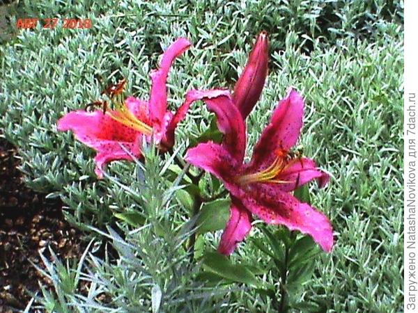 горшок среди ясколки