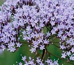 не большое сходство с гелиотропом имеется)