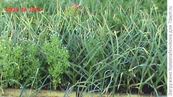 и в чеснок может залететь, и в морковь))