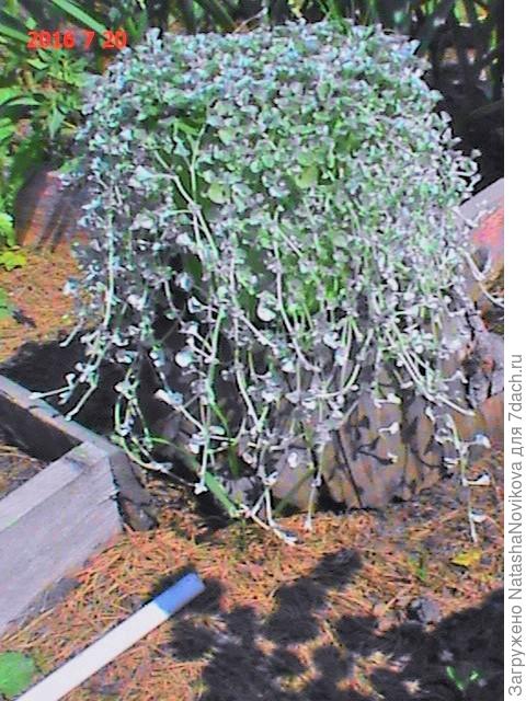 сеяла в феврале