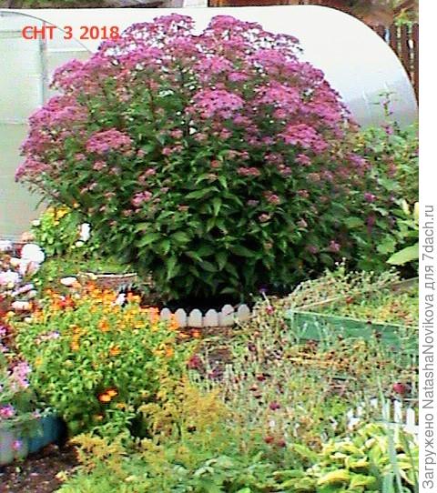 у посконника разреженная тень