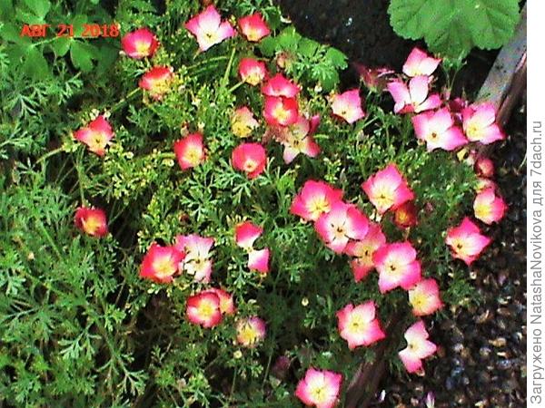 эшольция самосевка