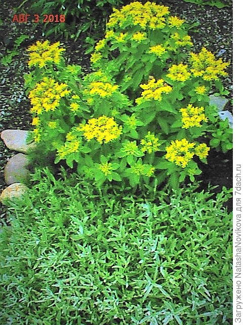а это в 50 см от первого)) если не забуду весной сфотаю общий вид, где закопаны жестянные и поликарбонатные цилиндры, что называется дешево и сердито