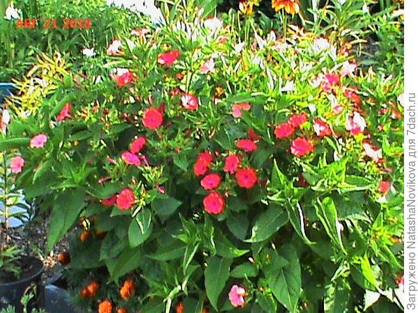 пахнет обалденно и свои семена вызревают, совершенно не прихотлив