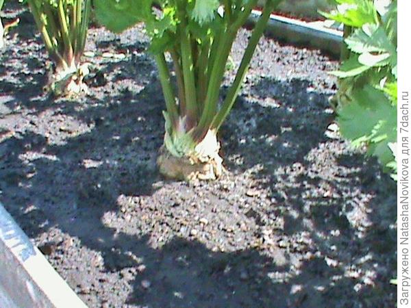 сорт &amp;quot;Егор&amp;quot;