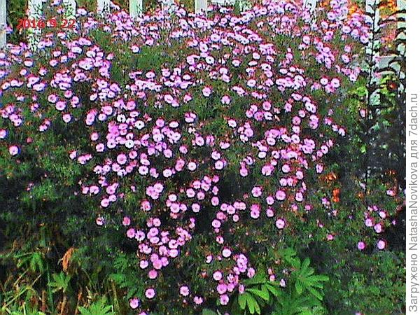 моя разрасталась за счёт ползучих корешков, корневая у неё поверхностная, горизонтальная, на фото плохо видно листочки, но я сравнила с фото из интернета, это точно виргинская астра, или новобельгийская, высота кута была примерно 1,50м