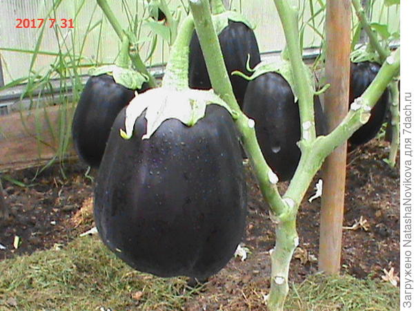 клоринду мы в это время уже на заготовки пускаем