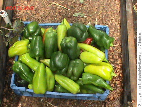 в ту ночь ожидали заморозки, я побоялась и сняла перчики, но они быстро дома покраснели, а ночью той было всего +2