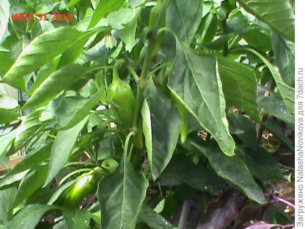 оставила малявки, но они позже доросли