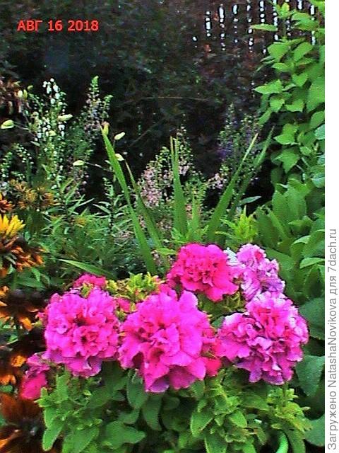 а здесь росла одна гландифлора - конец августа, а она только только распушилась