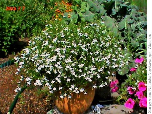 сверху геотекстиля опять же шелуха