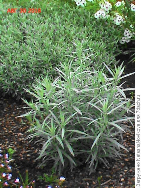 посадка в закопанные &amp;quot;гильзы&amp;quot; вокруг уложен геотекстиль, задекорирован шелухой)