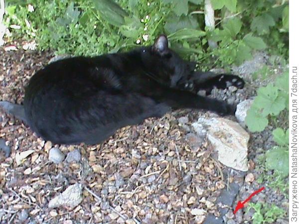 вот в первый год укладки, котяра греется))