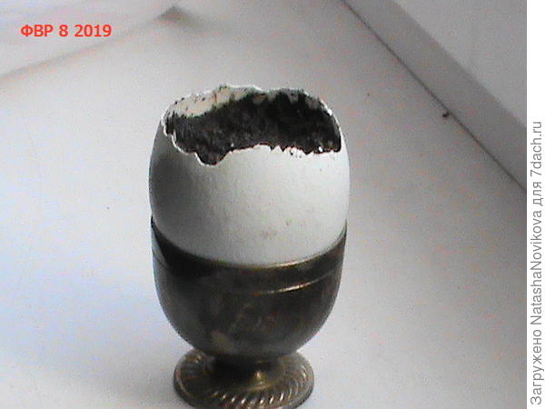 итак, 8.02.2012 семечко опустила в землю