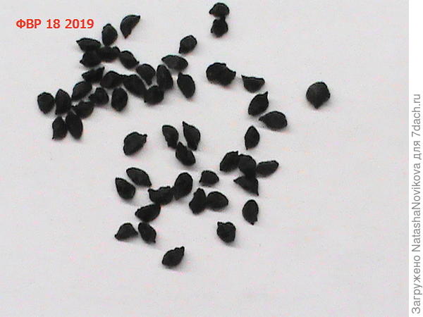 вроде похожи)