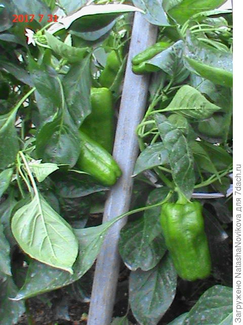 поздние 31 июля