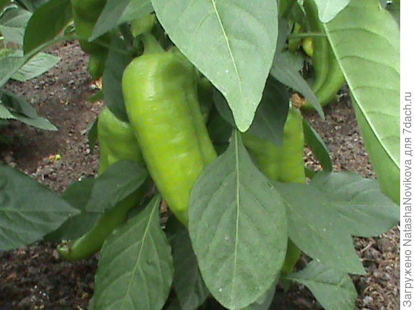 то же самое, 3 июня, высаживала с цветочками