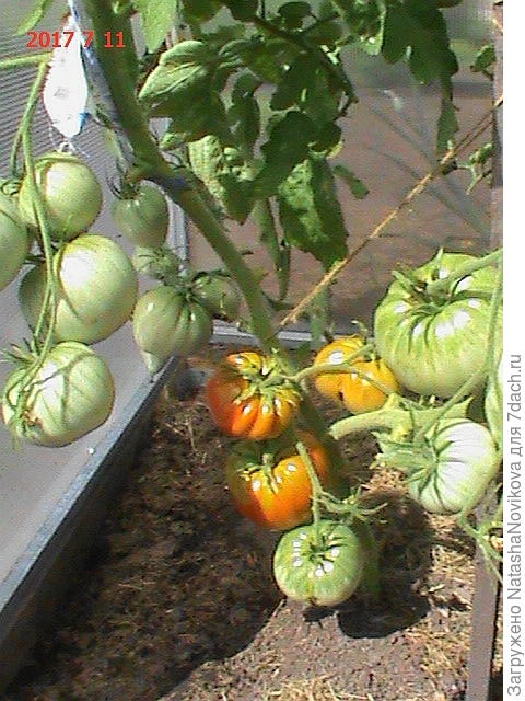 вот эти позднеспелые спеют одновременно с помидорами