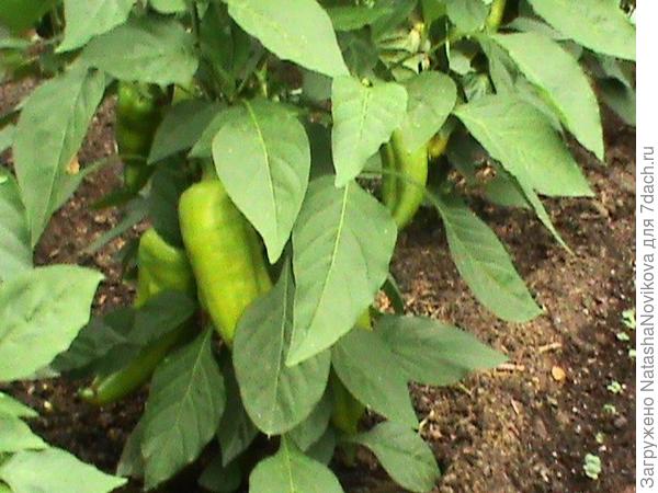 в папке за 3июня, что то из истинно  ранних гибридов