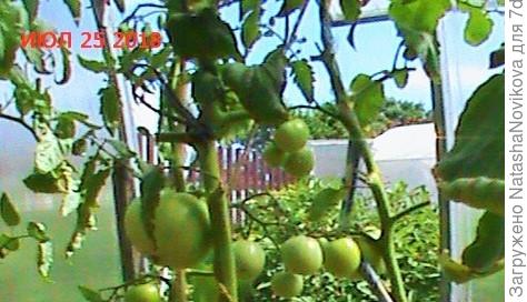 очень неудачные фотографии, но вот он справа лист с симптомом клалоспориоза