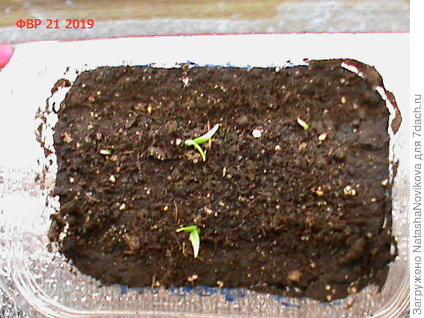 это сегодня утром, то есть на восьмой день от посева