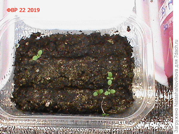 малявки алиссума