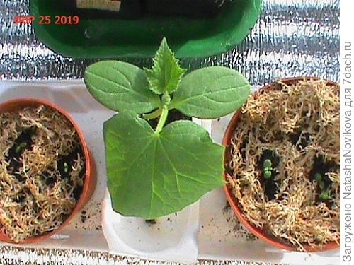 и этого красавчика через два/три дня то же в домик надо пересаживать))