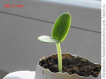 а этот собрат был посеян в благоприятный лунный день и полностью расправил семядоли на пятый день от посева