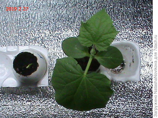 сегодня &quot;первенец&quot; выглядит так)) рядом спавший 9 дней