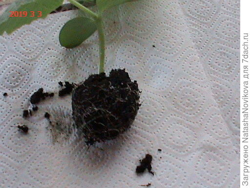 плохо видно корешки, но лучше сфотать не получилось