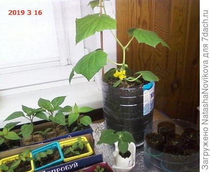 а рядом с ним посаженый в запрещенный день для посева по лунному календарю, разница в посеве 12 дней, первый посеян 6 февраля, вторй 18 февраля