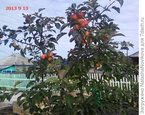 это &quot;красная горка&quot; алтайских селикционеров, не очень крупные яблоки были, но вкус просто сказка.