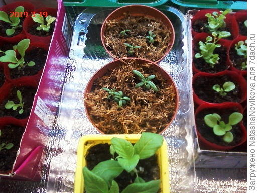 совсем крошечки, шесть штучек прижились, я и этому буду рада