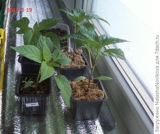 у стекла горький &amp;quot;янки&amp;quot; посеян 06.02.19