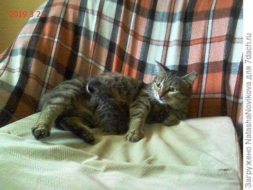 такой же полосатенький, хорошенький))) вроде кошечка))