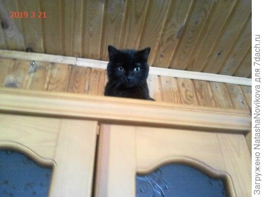 бедный котик спускается со шкафов только поесть и на улицу по делам сбегать, так и живёи на шкафчиках.
