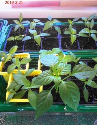 перцы, на переднем плане горькие, у окна сладкие, посеянные 28 февраля