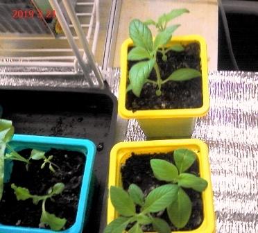 гелиотроп по сравнению с прошлогдним прёт))