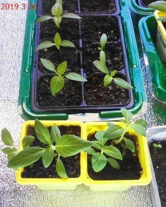 гелиотроп опрыскиваю раз в неделю, перец то же, под корень пока не поливаю, потому что через два дня буду переваливать в бОльшие емкости