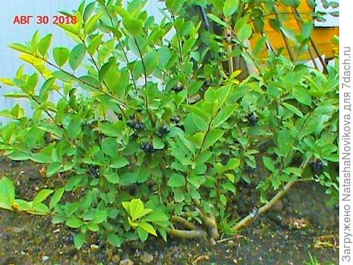 на фото видно, что ветви у неё для такого роста крупноваты, но самое главное восстановилась, будем с ягодой))