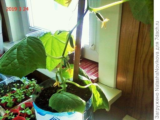 не хватает им ёмкости с землёй