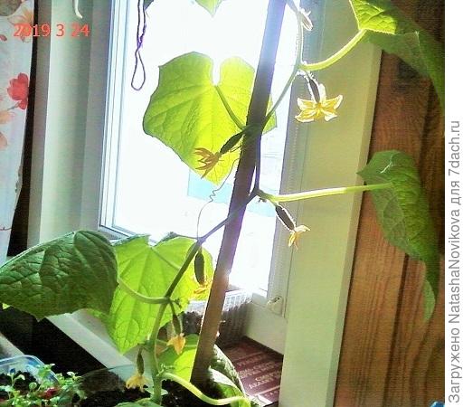 хотелось похрустеть свеженьким зелененьким))