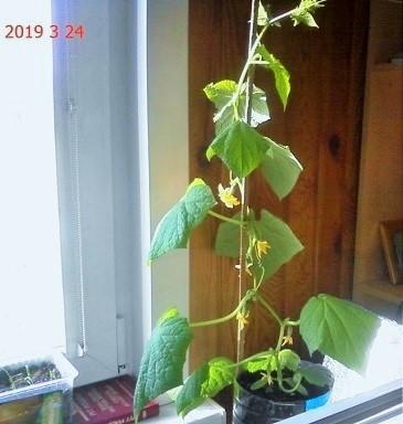 к потолку его подвязать что ли