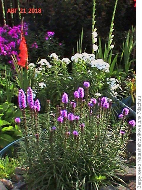 синие лиатрисы, в реале они более синие))