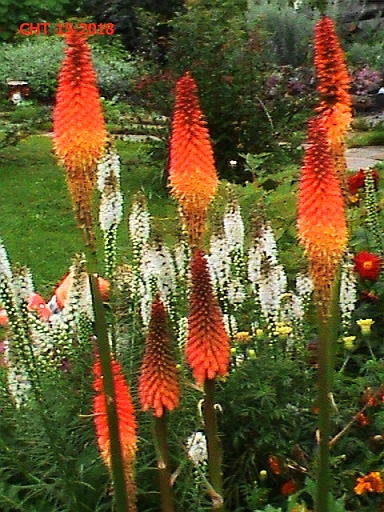 и белые лиатрисы