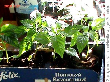 Ира,  из сибири приветули)))