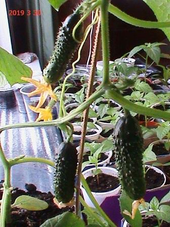 корнишоны через пару дней съем, вот)))