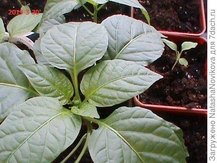 наверное пересажу в большой горшок и хоть пару-тройку выращу на первый салат, остальные перчики нормально растут, никуда не торопятся