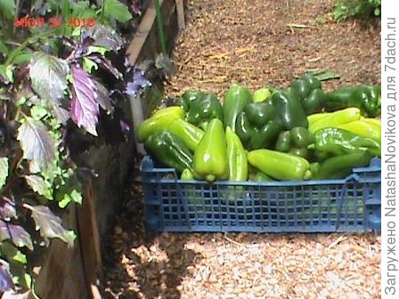 конец июля, а потом ещё целЬный месяц август был